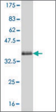 Monoclonal Anti-PCDHA1 antibody produced in mouse clone 3A3, purified immunoglobulin, buffered aqueous solution