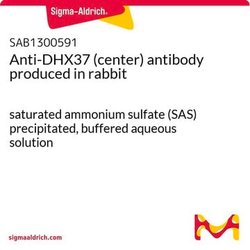 Anti-DHX37 (center) antibody produced in rabbit saturated ammonium sulfate (SAS) precipitated, buffered aqueous solution