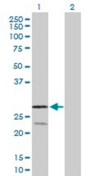 Anti-RAGE antibody produced in rabbit purified immunoglobulin, buffered aqueous solution