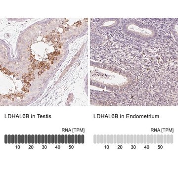 Anti-LDHAL6B antibody produced in rabbit Prestige Antibodies&#174; Powered by Atlas Antibodies, affinity isolated antibody, buffered aqueous glycerol solution