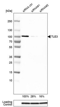 Monoclonal Anti-TLE3 antibody produced in mouse Prestige Antibodies&#174; Powered by Atlas Antibodies, clone CL3573, purified immunoglobulin, buffered aqueous glycerol solution