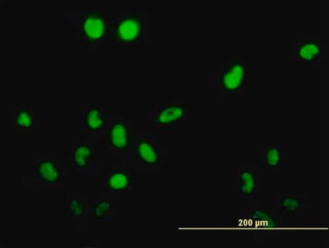 Monoclonal Anti-TSSK1, (C-terminal) antibody produced in mouse clone 2E8, purified immunoglobulin, buffered aqueous solution