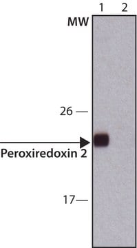 Anti-Peroxiredoxin 2 (C-terminal) antibody produced in rabbit ~1.0&#160;mg/mL, affinity isolated antibody, buffered aqueous solution