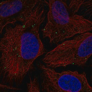 Anti-TMEM198 antibody produced in rabbit Prestige Antibodies&#174; Powered by Atlas Antibodies, affinity isolated antibody