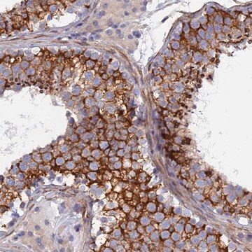 Anti-PCDHA8 antibody produced in rabbit Prestige Antibodies&#174; Powered by Atlas Antibodies, affinity isolated antibody, buffered aqueous glycerol solution