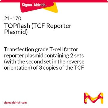 TOPflash (TCF-Reporterplasmid) Transfection grade T-cell factor reporter plasmid containing 2 sets (with the second set in the reverse orientation) of 3 copies of the TCF binding site (wild type) upstream of the Thymidine Kinase minimal promoter and Luciferase open reading frame.