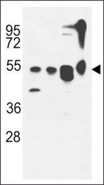 ANTI-ATG13(N-TERMINAL) antibody produced in rabbit affinity isolated antibody, buffered aqueous solution