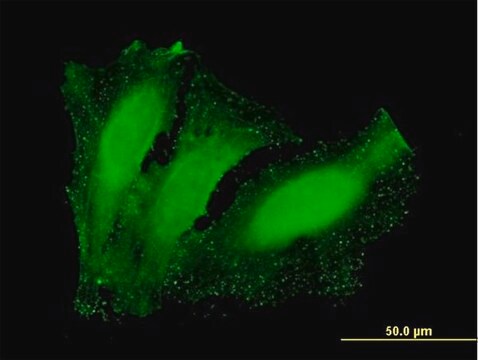 Anti-NETO2 antibody produced in mouse purified immunoglobulin, buffered aqueous solution