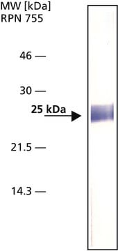 Anti-AOP1 antibody, Mouse monoclonal clone AOP-38, purified from hybridoma cell culture