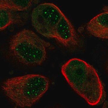 Anti-NUDT21 antibody produced in rabbit Prestige Antibodies&#174; Powered by Atlas Antibodies, affinity isolated antibody