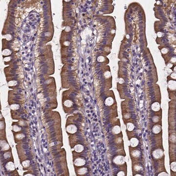 Anti-SOWAHA antibody produced in rabbit Prestige Antibodies&#174; Powered by Atlas Antibodies, affinity isolated antibody, buffered aqueous glycerol solution