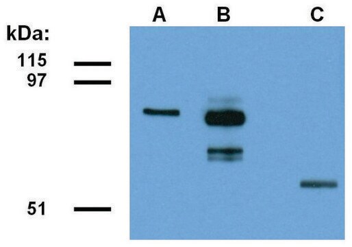 Monoclonal Anti-ABRA1 antibody produced in mouse clone ABRA1-01