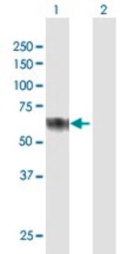 Anti-CLUL1 antibody produced in mouse purified immunoglobulin, buffered aqueous solution