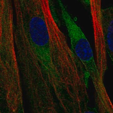 Anti-Atp8B2 Antibody Produced In Rabbit Prestige Antibodies&#174; Powered by Atlas Antibodies, affinity isolated antibody, buffered aqueous glycerol solution