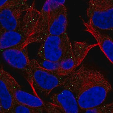 Anti-MYT1L antibody produced in rabbit Prestige Antibodies&#174; Powered by Atlas Antibodies, affinity isolated antibody