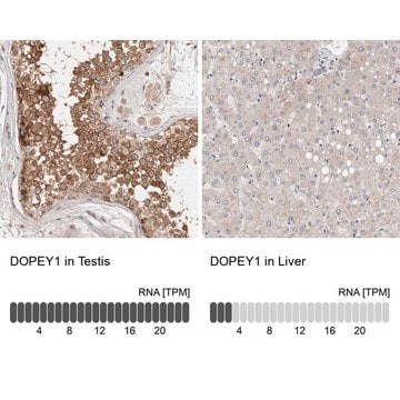 Anti-DOPEY1 antibody produced in rabbit Prestige Antibodies&#174; Powered by Atlas Antibodies, affinity isolated antibody, buffered aqueous glycerol solution, ab2