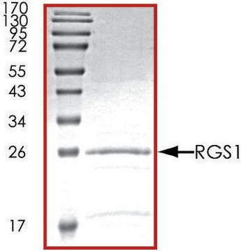 RGS1, His tagged human recombinant, expressed in E. coli, &#8805;70% (SDS-PAGE), buffered aqueous glycerol solution