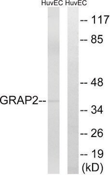 Anti-GRAP2 antibody produced in rabbit affinity isolated antibody