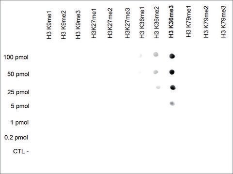 Imprint® Anti-H3K36me3 antibody produced in rabbit whole antiserum ...