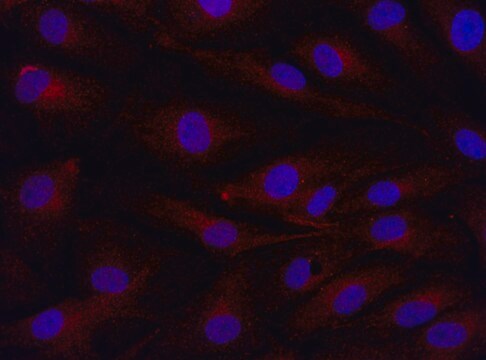 Anti-USP36 (811-825) antibody produced in rabbit IgG fraction of antiserum, buffered aqueous solution