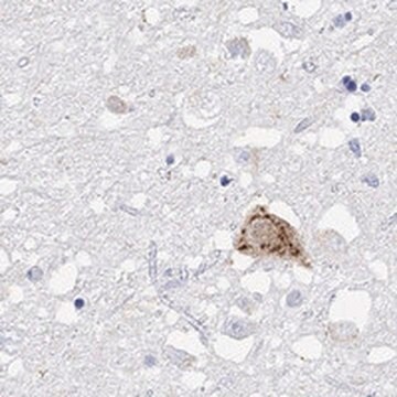 Anti-HCRT antibody produced in rabbit Prestige Antibodies&#174; Powered by Atlas Antibodies, affinity isolated antibody, buffered aqueous glycerol solution