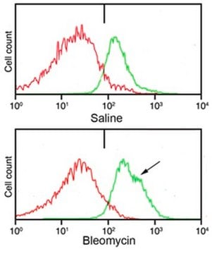 Anti-Telo-Collagen Type I, A1/COL1A1 from rabbit, purified by affinity chromatography