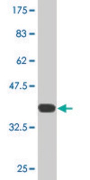 Monoclonal Anti-SNPH antibody produced in mouse clone 3B6, purified immunoglobulin, buffered aqueous solution