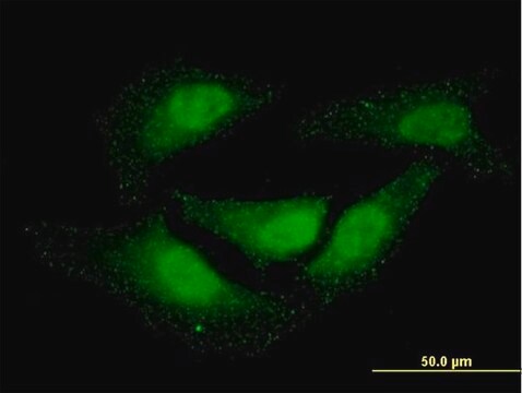 Monoclonal Anti-NR0B1, (C-terminal) antibody produced in mouse clone 2F12, purified immunoglobulin, buffered aqueous solution