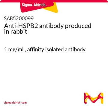 Anti-HSPB2 antibody produced in rabbit 1&#160;mg/mL, affinity isolated antibody