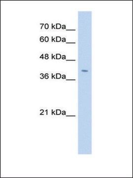 Anti-FNDC3B antibody produced in rabbit IgG fraction of antiserum