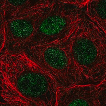 Anti-NUDT22 antibody produced in rabbit Prestige Antibodies&#174; Powered by Atlas Antibodies, affinity isolated antibody