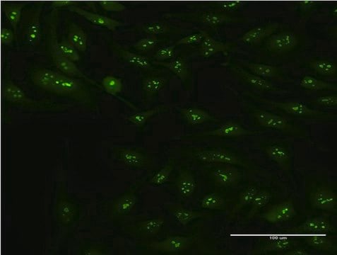 Monoclonal Anti-CIRBP, (N-terminal) antibody produced in mouse clone 1C9, purified immunoglobulin, buffered aqueous solution