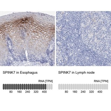 Anti-SPINK7 antibody produced in rabbit Prestige Antibodies&#174; Powered by Atlas Antibodies, affinity isolated antibody, buffered aqueous glycerol solution