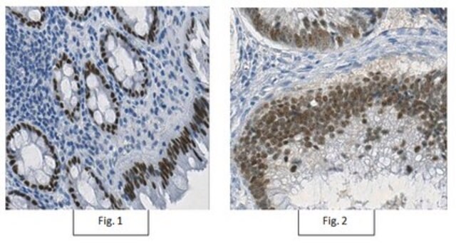 Anti-Homeobox protein CDX-2 Antibody, clone 7D9.1 clone 7D9.1, from mouse