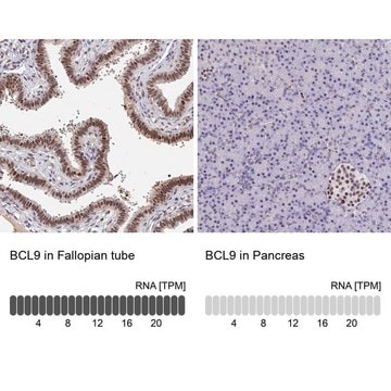 Anti-BCL9 antibody produced in rabbit Prestige Antibodies&#174; Powered by Atlas Antibodies, affinity isolated antibody, buffered aqueous glycerol solution