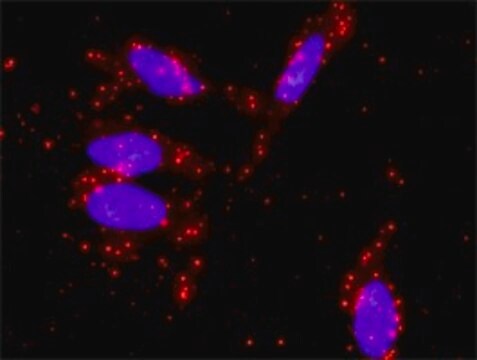 Monoclonal Anti-STAT5A, (N-terminal) antibody produced in mouse clone 1B12, purified immunoglobulin, buffered aqueous solution