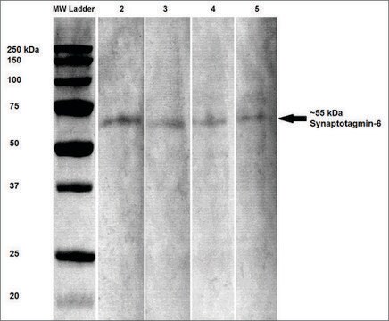 Monoclonal Anti-Synaptotagmin-6 - Atto 565 antibody produced in mouse clone S270-47, purified immunoglobulin