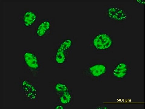 Monoclonal Anti-GABPA antibody produced in mouse clone 4B8-G6, purified immunoglobulin, buffered aqueous solution