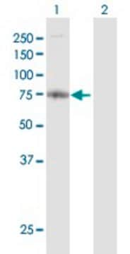 Anti-FARP2 antibody produced in rabbit purified immunoglobulin, buffered aqueous solution