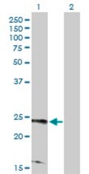 Anti-RRAS2 antibody produced in rabbit purified immunoglobulin, buffered aqueous solution