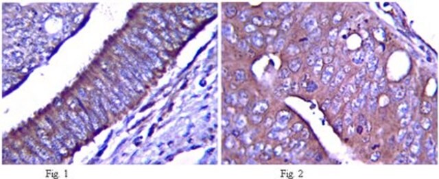 Anti-Notch&nbsp;1-Antikörper, extrazellulär from rabbit, purified by affinity chromatography