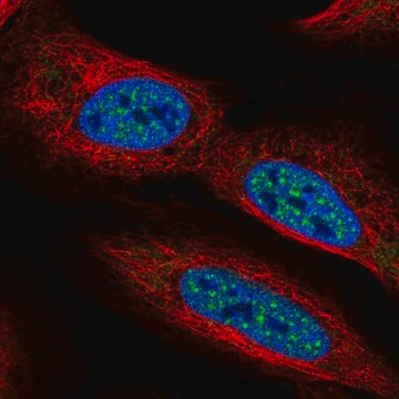 Anti-CBFA2T2 antibody produced in rabbit Prestige Antibodies&#174; Powered by Atlas Antibodies, affinity isolated antibody