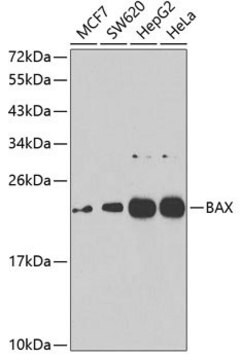 Anti-BAX antibody produced in rabbit