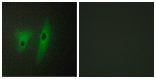 Anti-DUSP19 antibody produced in rabbit affinity isolated antibody