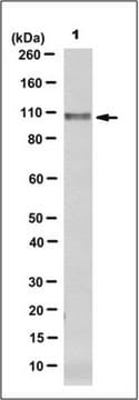 Anti-PACS2 Antibody, clone 9F12.2 clone 9F12.2, from mouse