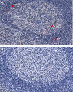 Anti-IL-4 Antibody, clone 2D7.14.8