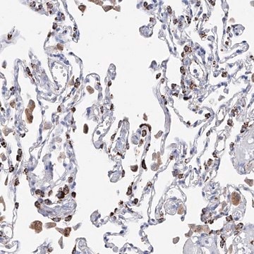 Anti-NRROS antibody produced in rabbit Prestige Antibodies&#174; Powered by Atlas Antibodies, affinity isolated antibody, buffered aqueous glycerol solution