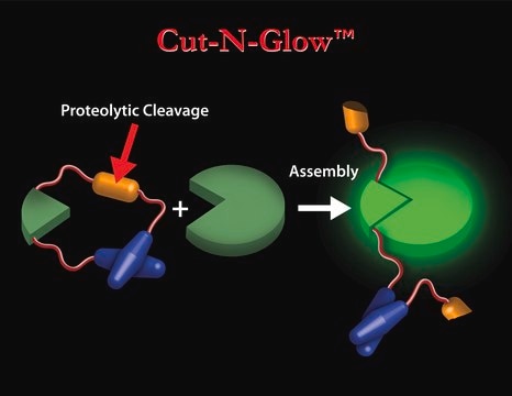 HIV Protease Activity Detection Kit