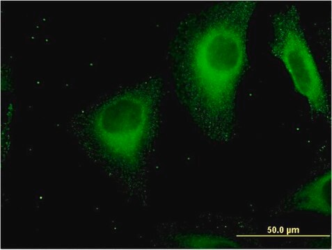 Monoclonal Anti-STAB1 antibody produced in mouse clone 4G9, purified immunoglobulin, buffered aqueous solution