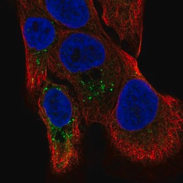 Anti-TMBIM1 antibody produced in rabbit Prestige Antibodies&#174; Powered by Atlas Antibodies, affinity isolated antibody